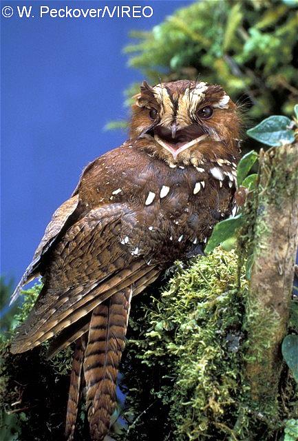 Large Owlet-Nightjar p06-5-035.jpg